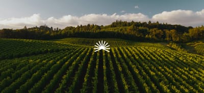 El Santo - Branding y posicionamiento de marca