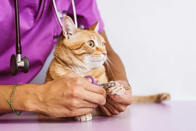 Social-Media-Marketing für catcare24 - Werbung
