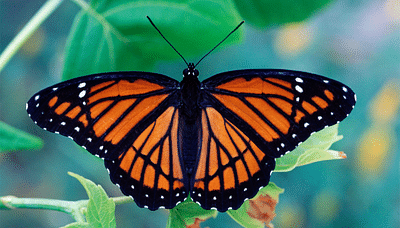 butterfly - Application mobile