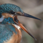 Bureau IJsvogel BV