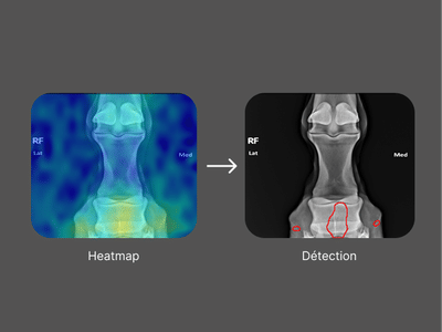 Etude sur la détection d'anomalies sur scanner vétérinaire - Innovation