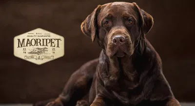 Sviluppo e-commerce alimenti per animali - E-Commerce
