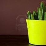 Couleur Citron