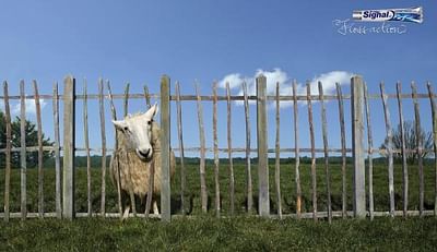 SHEEP - Reclame