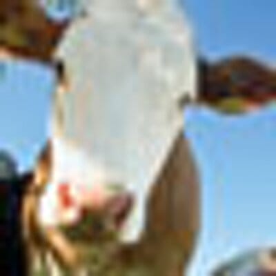 Holy Cow Branding