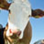 Holy Cow Branding