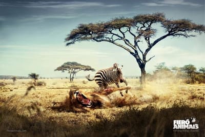 Lion & Zebra - Advertising