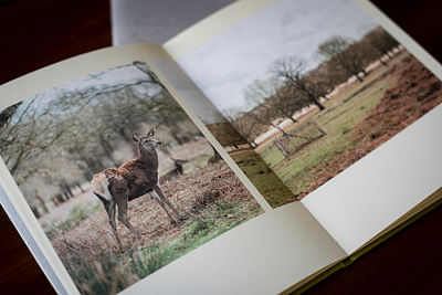 Photography Book - Yellow Grass - Rédaction et traduction