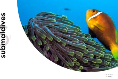 Submaldives .Diseño Web. Identidad Corporativa.SEO - SEO