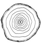 PALOSANTO studio logo