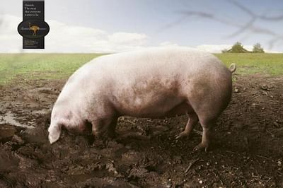 PIG - Publicidad
