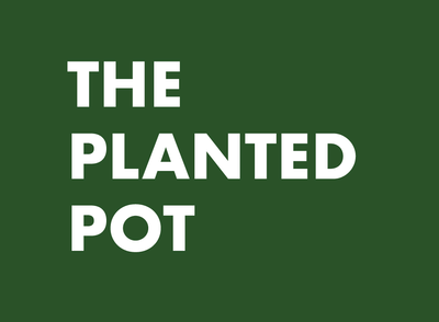 The Planted Pot - Marketing Strategy for a Local Retail - SEO