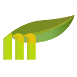 Mango Production