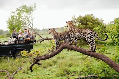 wild life documentary - Video Productie