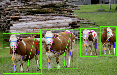 Surveillance vidéo IA pour la santé bovine - Intelligence Artificielle