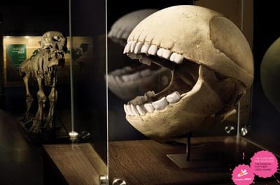 Skull - Advertising