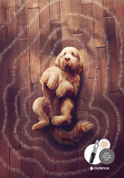 Dog - Publicité