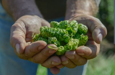 Comptoir Houblon - eCommerce B2B - Référencement naturel