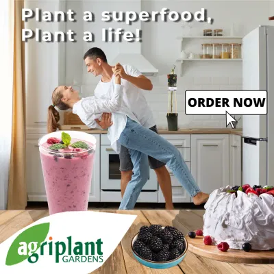 Agriplant - Stratégie digitale
