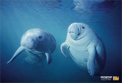 Seal (Manatee) - Publicidad