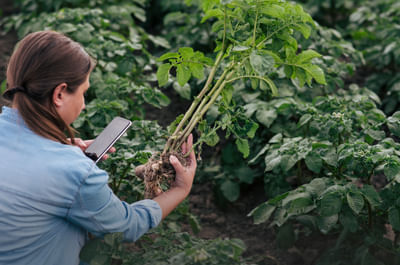 Dynamics platform voor aardappel coöperatie - Webanwendung