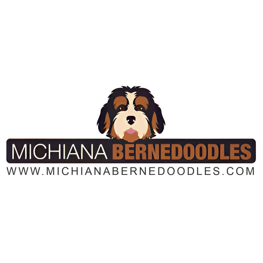 Tri Color Bernedoodle For Sale | Michiana Bernedoodles