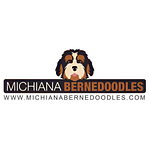 Tri Color Bernedoodle For Sale | Michiana Bernedoodles