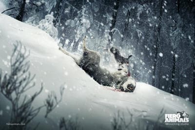 Wolf & Hare - Advertising