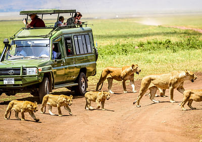 Safari (5 Days Lodge safari with Serengeti) - Desarrollo de Juegos