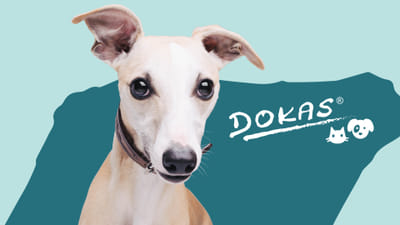 DOKAS – Markenaufbau durch Verpackungsdesign, Packaging Design. - Packaging