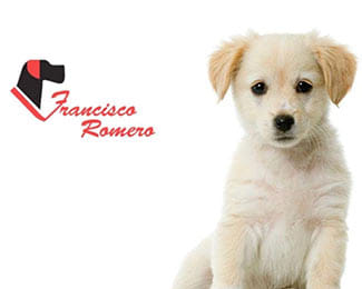 Collares para perro - SEO