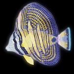 Sailfin Productions