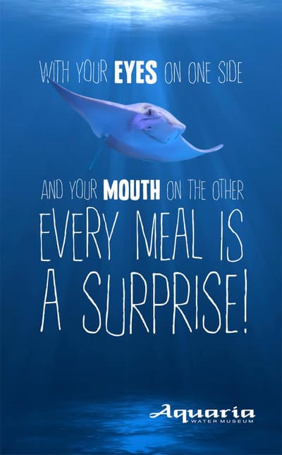 Wet facts, Stingray - Publicidad