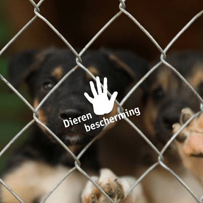 Dierenbescherming - Influencer Marketing