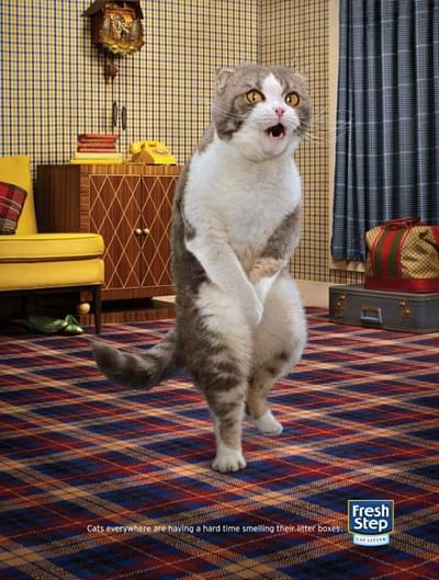 Cross-legged cat 2 - Advertising