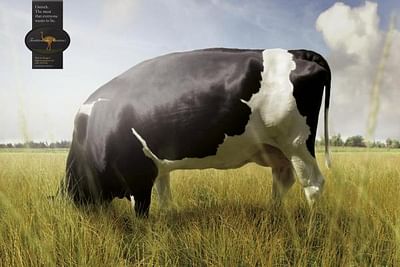 COW - Reclame
