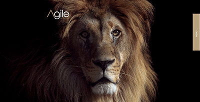 Website Design - Investment Company - Création de site internet