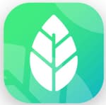 Color Leaves logo