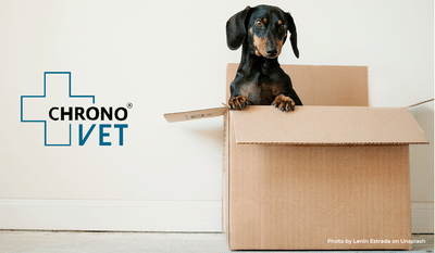 Maintenance site ecommerce Chronovet - Application web